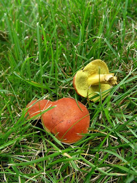 Fungus Fest Garden Housecalls