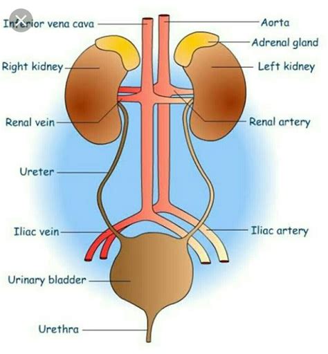 Draw A Neat Diagram Of Excretory System Of Human Being And Label On It Left Kidney And Urinary