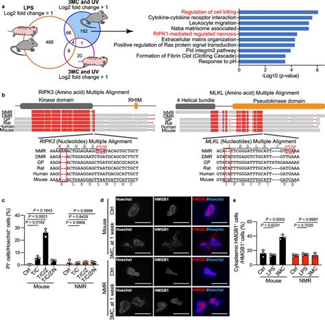 Loss Of Necroptosis Regulators In Naked Mole Rats Nmrs A Venn Diagram