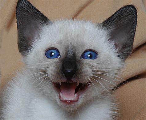 Maybe you would like to learn more about one of these? Hey Ol' Blue Eyes: We Are Siamese If You Please! | Baby ...