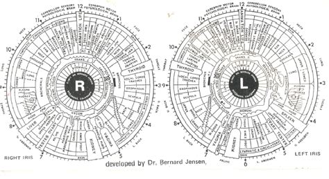 Bernard Jensen Iridology Chart