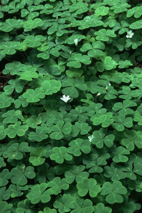 The Best Type Of Clover To Plant In Shade Hunker