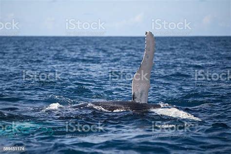 Humpback Whale And Raised Pectoral Fin Stock Photo Download Image Now
