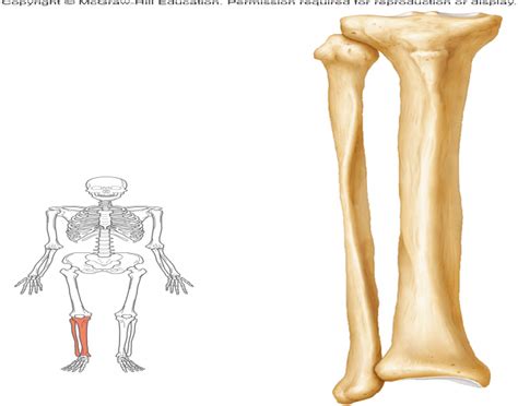 Human anatomy diagrams and charts show internal organs, body systems, cells, conditions, sickness and symptoms information and/or tips to ensure one lives in good health. lower leg bones