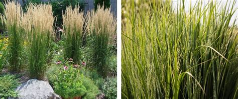 So, what are the best ornamental grasses for containers? ted lare-ornamental-grass-iowa-popular-landscape-Karl ...