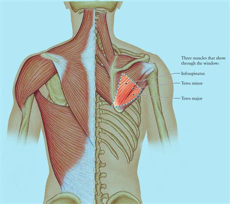 The muscular system consists of various types of muscle that each play a crucial role in the function of the body. Human Anatomy for the Artist: The Posterior Torso Muscles ...