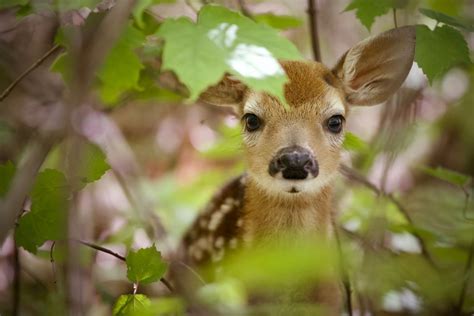 Whitetail Deer Fawn A Northwoods Cabin