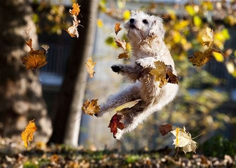 The dog/handler team must demonstrate that the dog can withstand the approach and touching by several people from all sides at the same time and is willing to visit and walk around a group of people. The Jungle Store: Animals Love Fall Leaves