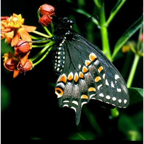 Black Swallowtail Asterias Pupae
