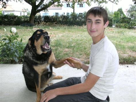 Actuellement je suis à la recherche d'information. Pension canine familiale - Nantes