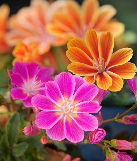 50 Off Plants And Flowers For The Garden Southern Savers