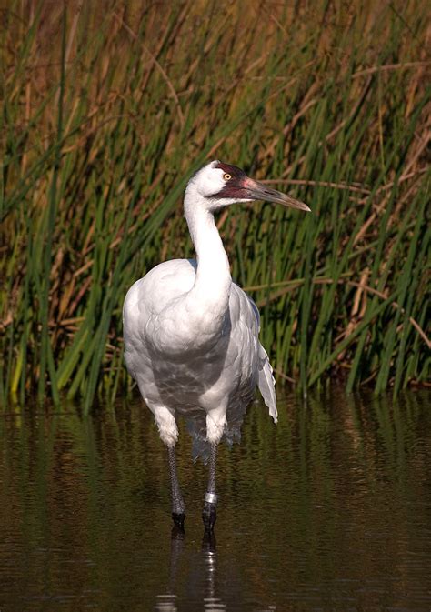 Whooping Crane At The International Crane Foundation A Photo On