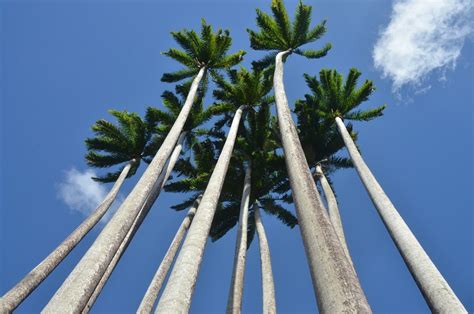 Discover the best of palmeira so you can plan your trip right. Especialidade de Palmeira - Desbravador ao Extremo