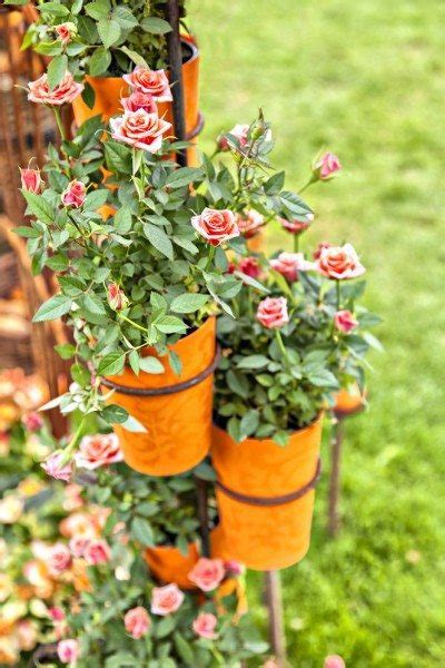 Le rosier miniature raspberry punch est un buisson compact abondamment couvert de fleurs turbinées roses très fraiches. Growing Miniature Roses In Containers: Caring For ...