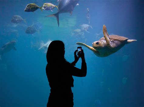 Explore The Virginia Aquarium And Marine And Science Center Charlotte