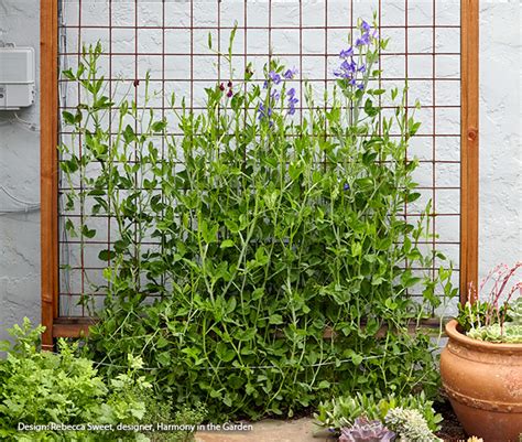 How To Grow Sweet Peas Garden Gate