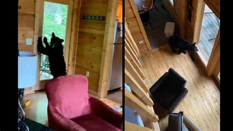 bear breaks in cabin house steals snacks and pills netizens have questions it s viral