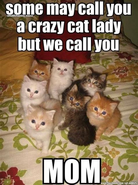 Funny Cat Meme Crazy Cat Lady Fridge Magnet 5 X 35 Ebay