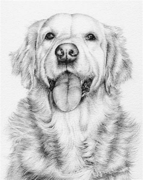Realistic Golden Retriever Dog Coloring Pages - Thekidsworksheet