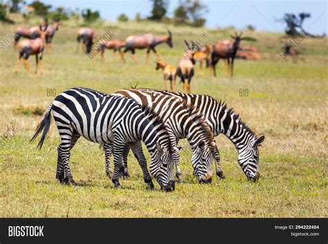Wild Animals Natural Image And Photo Free Trial Bigstock