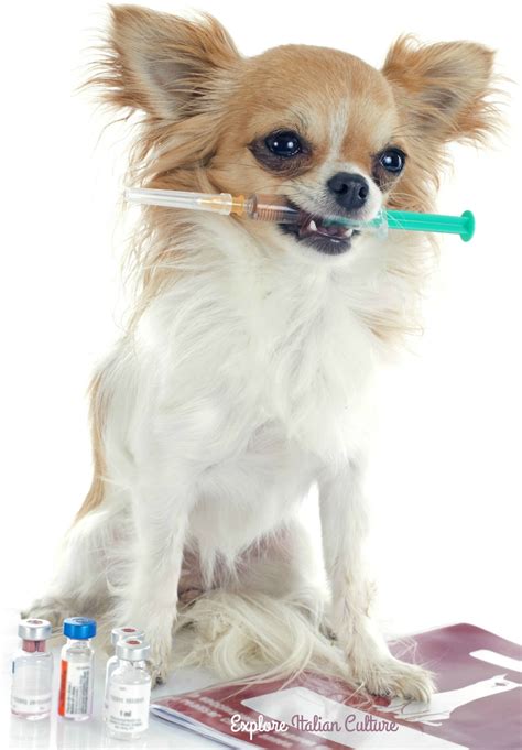 There are seven types of vaccines for dogs that can be used to prevent common dog viruses. County Dog & Cat Rabies Vaccinations/Licensing | News for ...