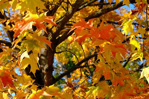 The Best Maple Trees For Fall Colors Tentree®
