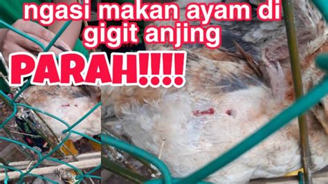 Apakah bermimpi makan ayam merupakan pertanda positif bagi kehidupanmu? Ngasi ayam makan yang di gigit anjing. Parah bener!! - YouTube