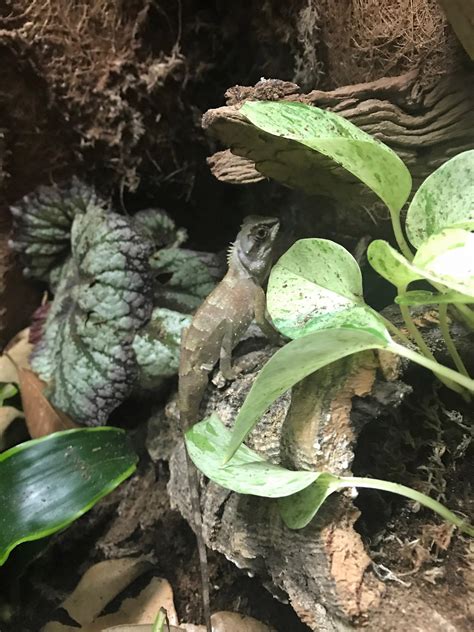 We did not find results for: My mountain horned dragon checking out his new vivarium ...