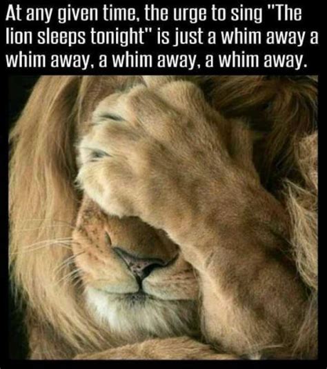 Funny Friday The Lion Sleeps Tonight Happy Healthy And Prosperous