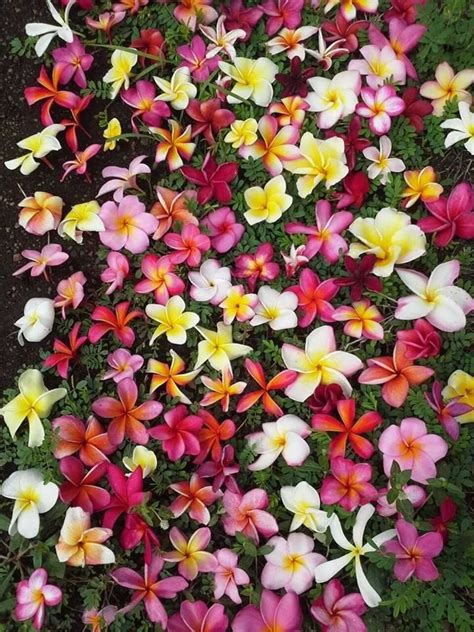 120 best Frangipani varieties images on Pinterest | Exotic ...