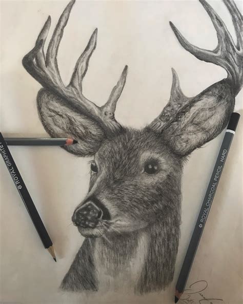 Deer Realism Charcoal And Pencil Rdrawing