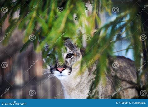 Mountain Lion Looking At Camera While Hiding Behind Brush Portrait Of