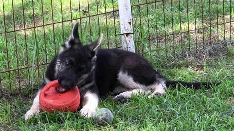 German shepherd puppy male black & silver for sale Florida ...
