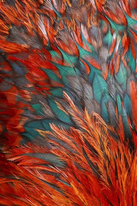 Color patterns that go together. Bright brown feather group of some bird | Color textures ...