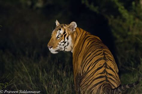Praveen Siddannavars Blog A Tiger By Night