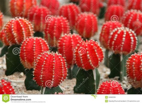Often seen overwatered/lack of info. Ruby Ball Red Cactus foto de archivo. Imagen de travieso ...
