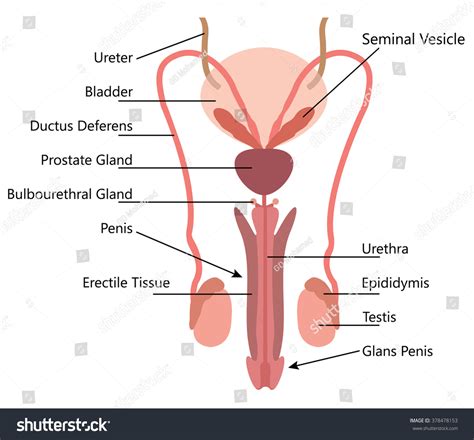 Male Reproductive System Vector Diagram On White Background Shutterstock