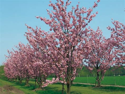 De vele groeiknopen op de stengels en wortels zorgen ervoor dat een klein stukje plant of wortel snel weer een ziet u de japanse duizendknoop in de openbare ruimte? Sierkers | Prunus Subhirtella Autumnalis Rosea | Sierbomen