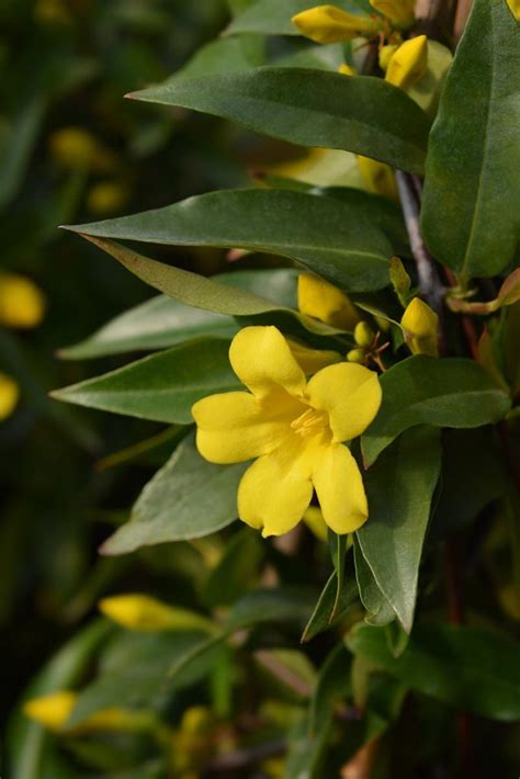 How To Grow Carolina Jessamine Gardeners Path