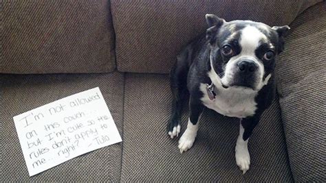 Hilarious Guilty Dogs Guaranteed To Make You Laugh Oceandraw Page 21