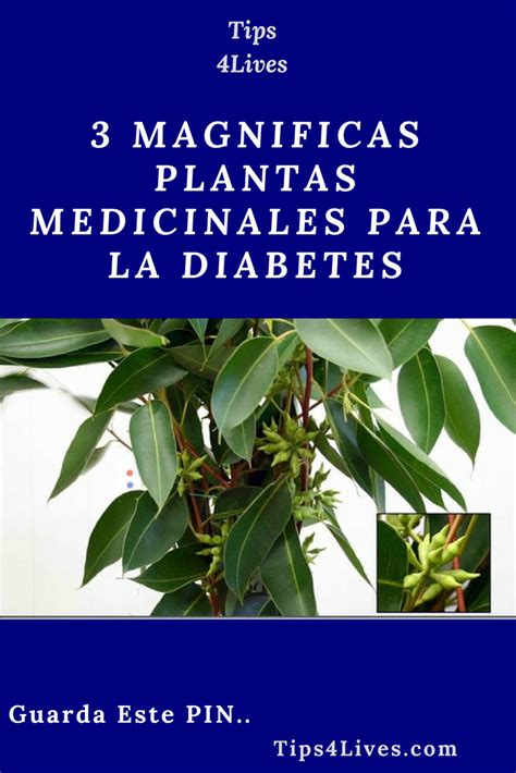 Sin embargo, es importante consultar con un médico especialista de. 3 Magnificas Plantas Medicinales Para la Diabetes. #Tips # ...