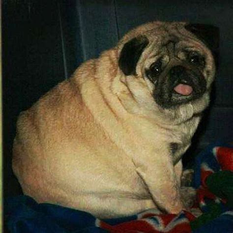 Pin On Super Obese Animals The Fattest Pets And Wildlife Amazing