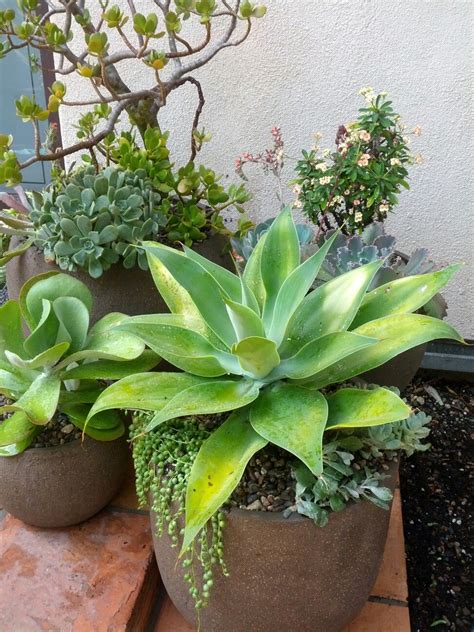Potted Succulents Custom Designed And Built By
