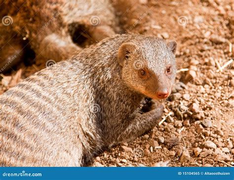 Banded Mongoose Stock Image Image Of Outdoor Adapted 15104565