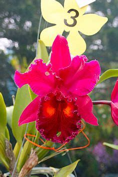 Bunga selalu identik dengan kecantikan. bunga orkid putih #orchid | Flowers | Pinterest ...