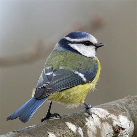 Wie wird mein garten für vögel lebenswert? Untersuchung: Vögel füttern auch im Sommer | Garten-News ...
