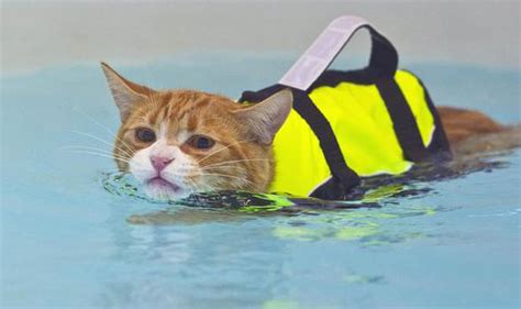 *voucher for use on wetsuitoutlet.co.uk not redeemable as cash. Soggy Moggy! Meet the cat who loves swimming | UK | News ...