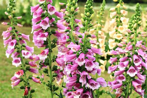 Check spelling or type a new query. Foxglove Flowers: How To Grow Foxgloves