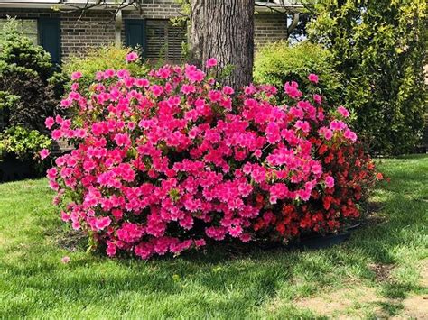 It can refer to air quality, water quality, risk of getting respiratory disease or cancer. Azalea in Maryville Tennessee in 2020 | Azaleas, Plants ...