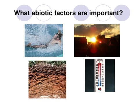 Both abiotic and biotic factors determine both where an organism can live and how much a population can grow. PPT - Interactions of Living Things PowerPoint ...